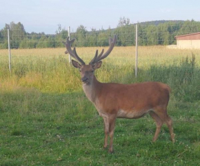 Agroturystyka w Dolinie Wilkowskiej, Pod Jeleniami '